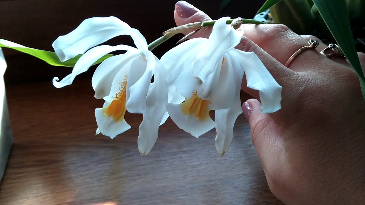 Цветени орхидеи ,,ЦЕЛОГИНА КРИСТАТА,,Coelogyne Cristata in bloom!