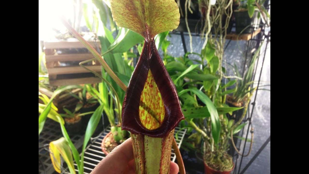 Tropical carnivorous Nepenthes 