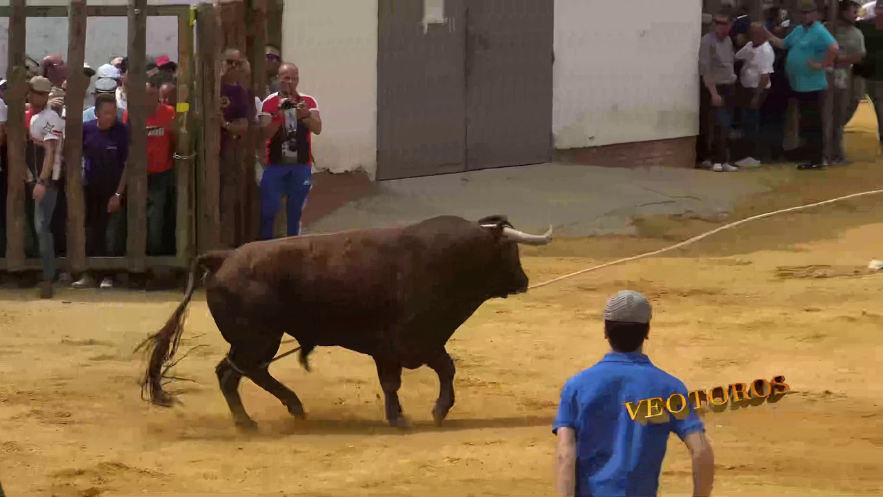 BEAS DE SEGURA 2018 San Marcos (suelta)1º