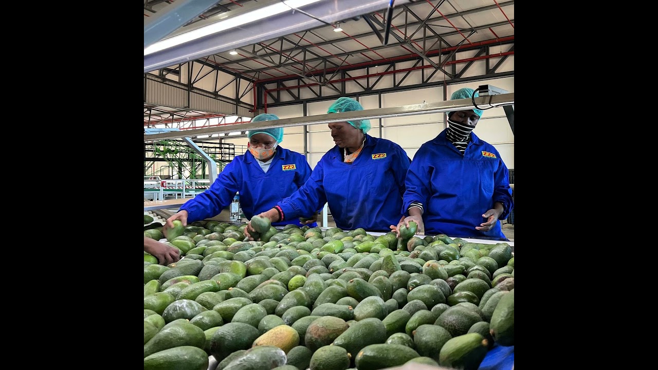 China's new zero-tariff policy for Africa