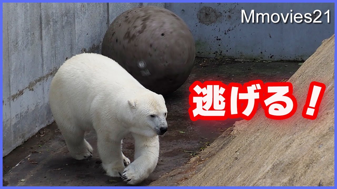 большой! Звук колокола! Белые медведи играют с звенящими шарами