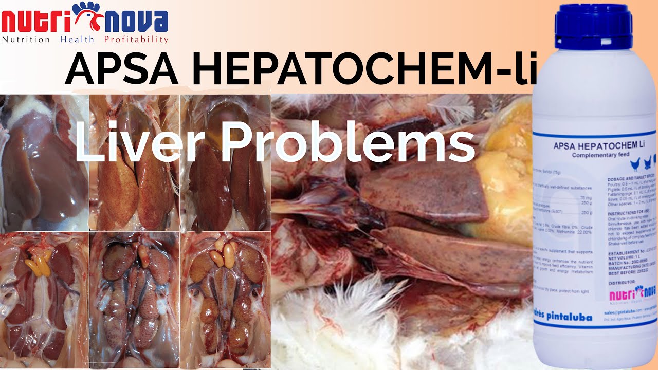 Healthy Liver and Kidney in Poultry and Piggery | Apsa HEPATOCHEM Li by Nutrinova ltd.
