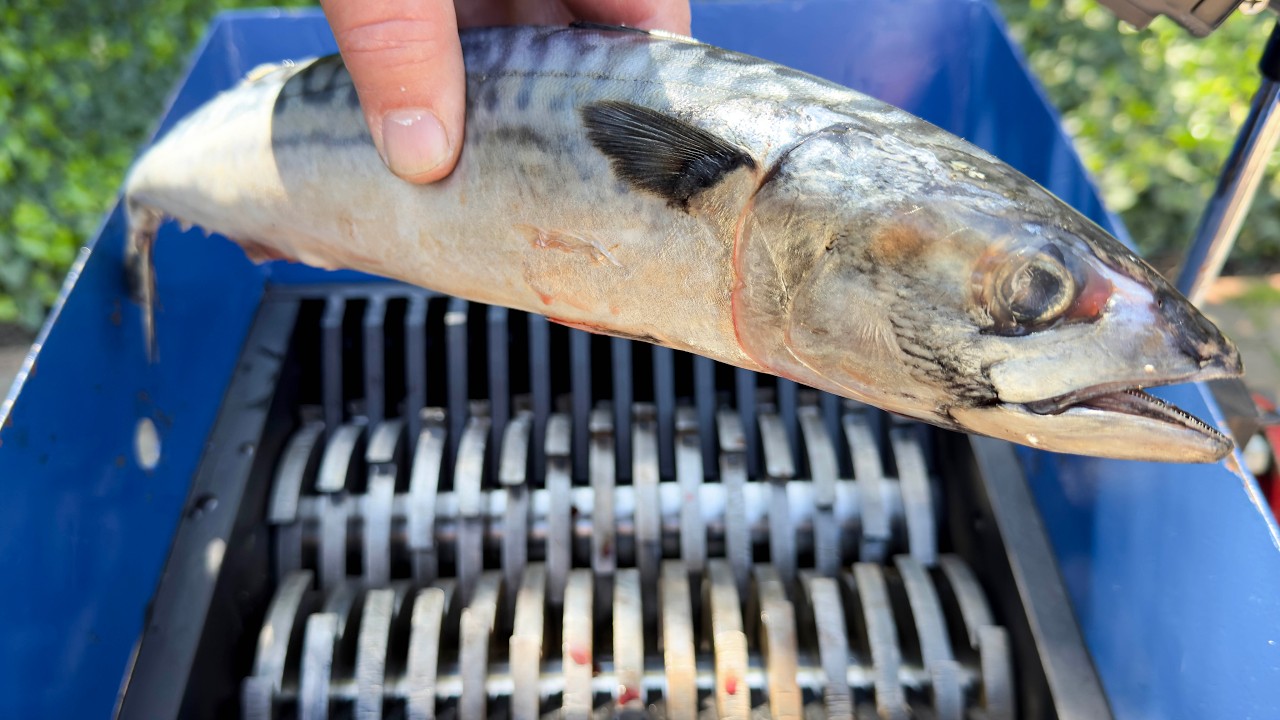 Mackerel Fish vs Fast Shredder! Amazing Video!