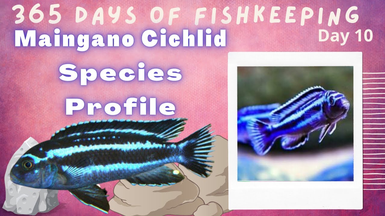 How to Maingano Cichlid - Care Guide