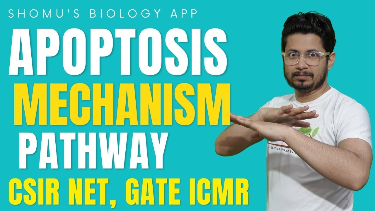 Apoptosis pathway | Mechanism of apoptosis | Apoptosis lecture 1