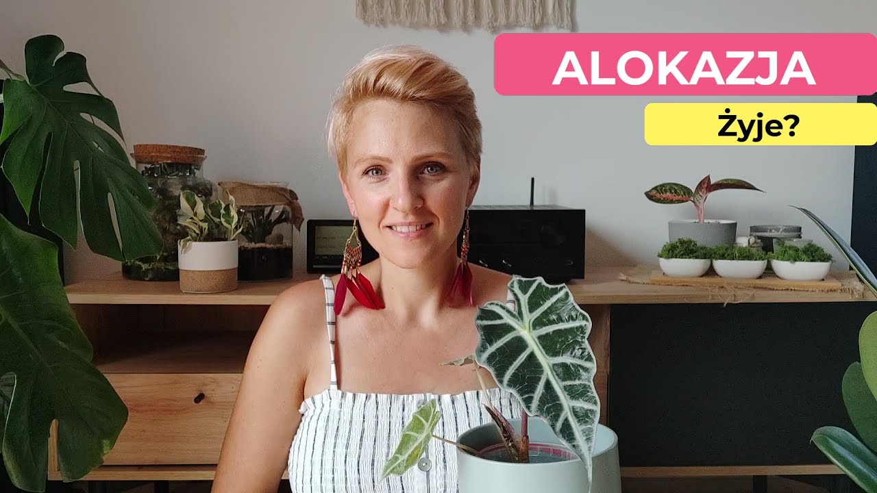 Alokazja  | Pielęgnacja Alokazji | Jak utrzymać alokazję polly przy życiu? || PIPILOTKA