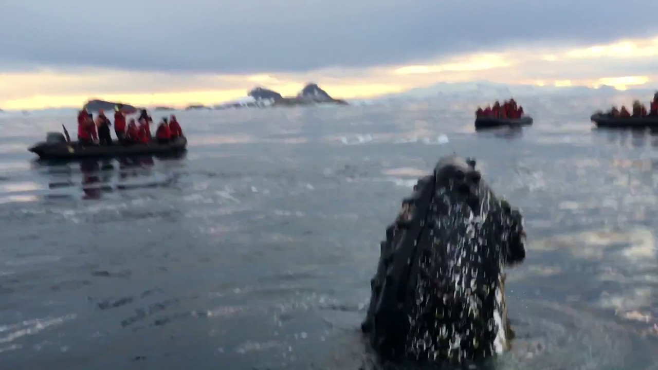 And then this happened...Friendly whale in Antarctica