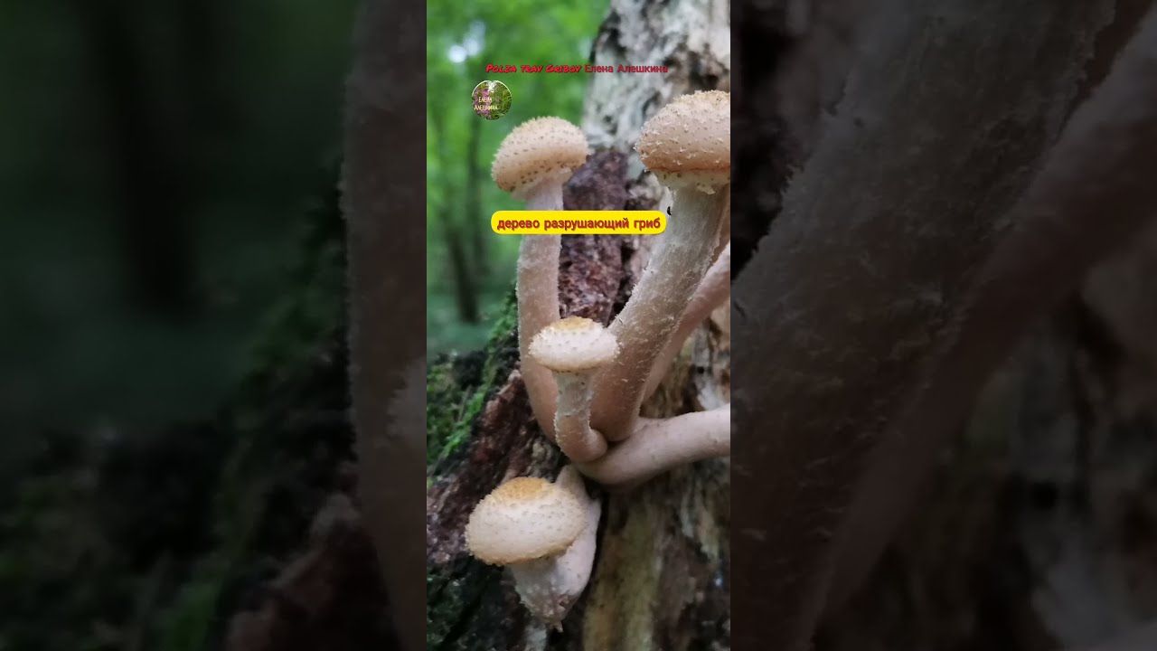 Братство ели и берёз осенний опёнок порёр Brotherhood of barely and birches and mushrooms