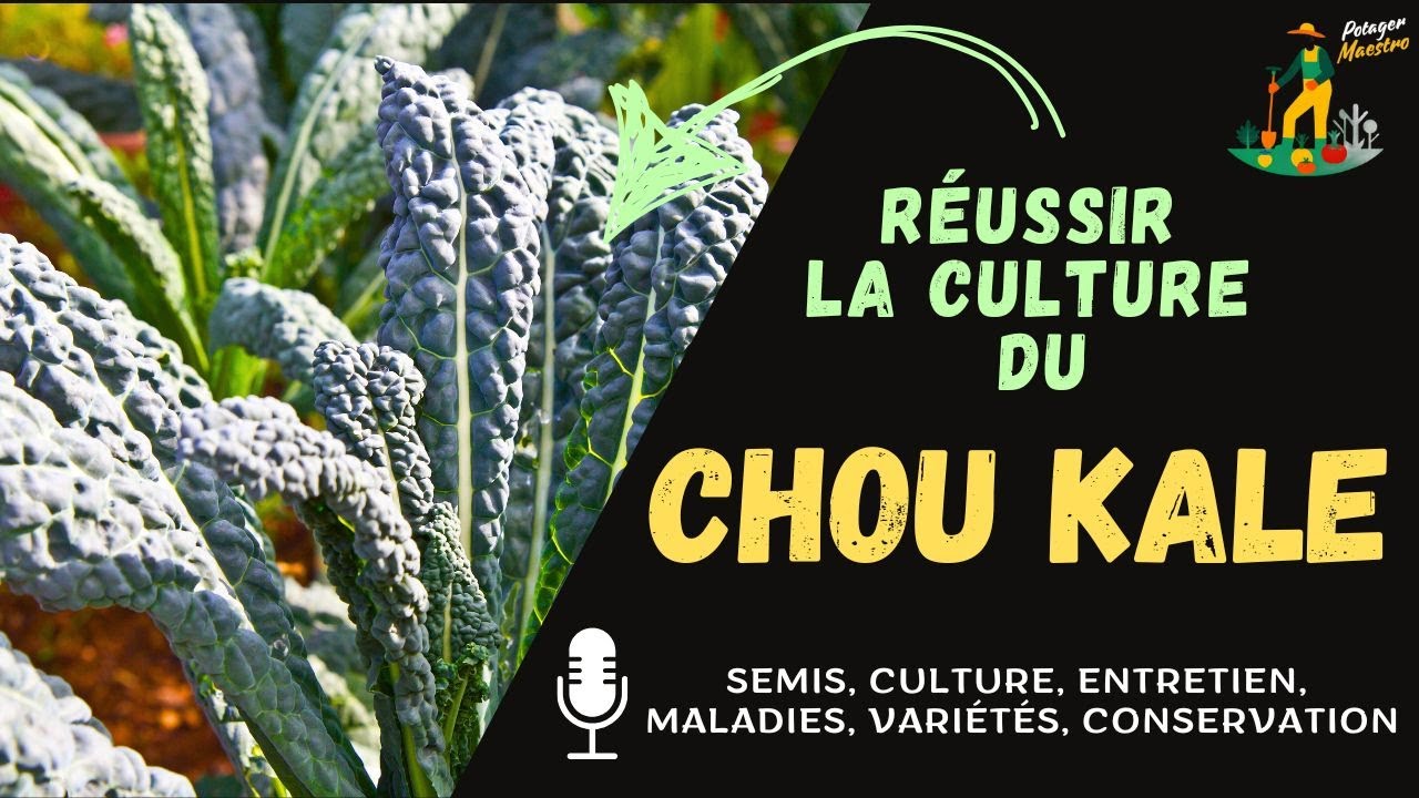 Réussir la culture du chou kale (frisé) dans votre potager