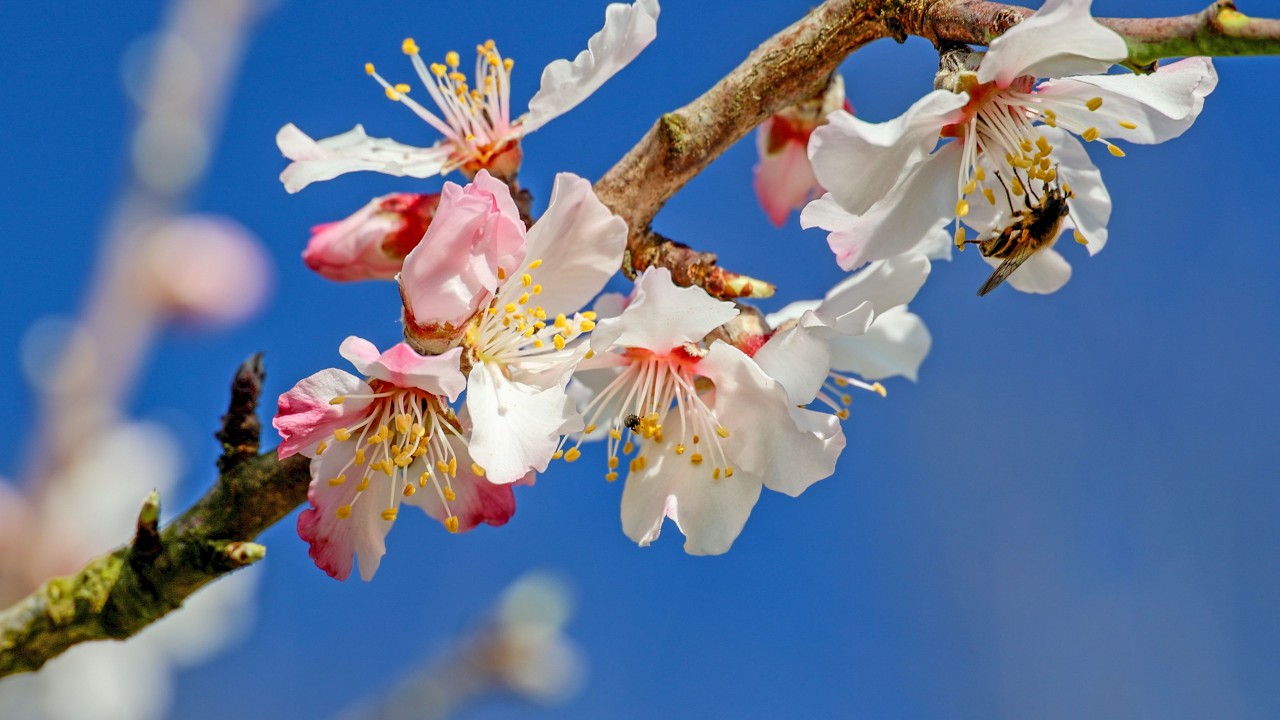 Beginning of Spring &ndash; Almond Blossoms at the 