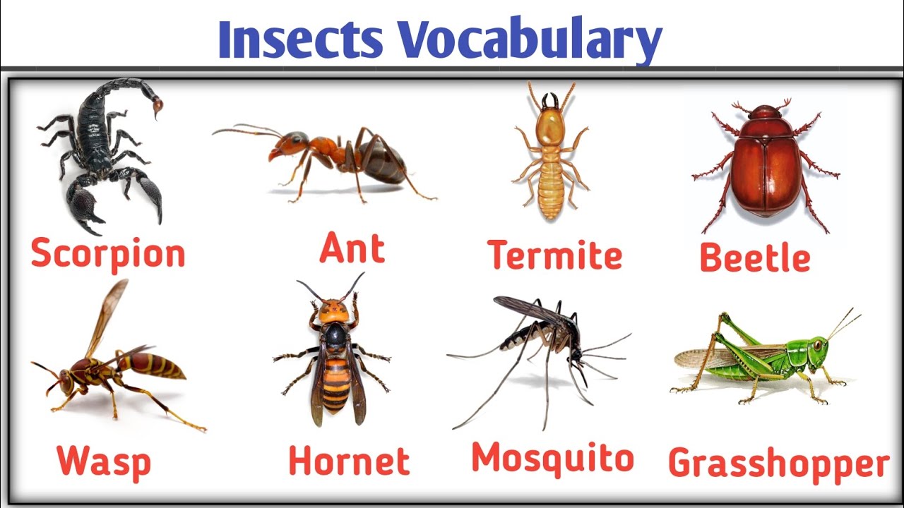 Insects Name in English  | Daily Vocab Dose 🐜📚
