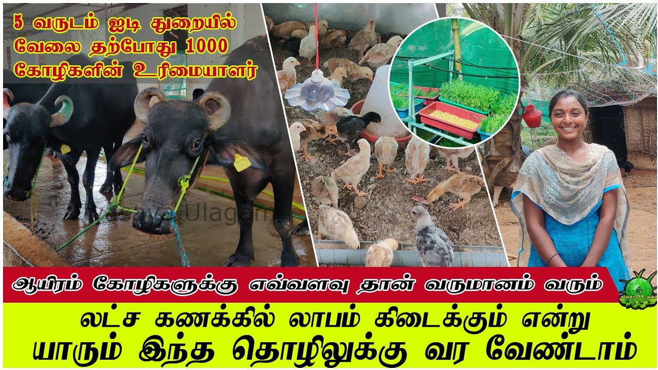 லட்சகணக்கில் வருமானம் கிடைக்கும் என்று யாரும் இந்த தொழிலுக்கு வரவேண்டாம்  மாதம் 1000 கோழி விற்பனை ??