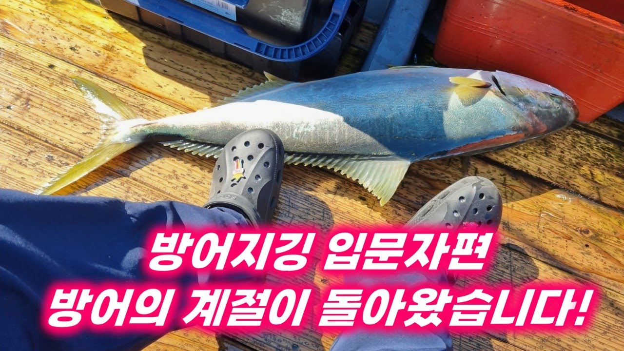 방어 지깅 낚시를 배워보자! 입문자편! 완도 방어! 빅게임!! 특별한 사람만 할 수 있는 낚시가 아닙니다.