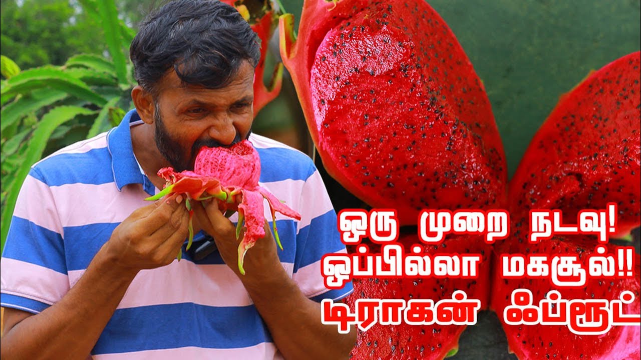 ஒரு முறை நடவு! 20 ஆண்டுகளுக்கு மேல் வருமானம்.. ட்ராகன் பழ சாகுபடியில் அசத்தும் சாப்ட்வேர் என்ஜினியர்