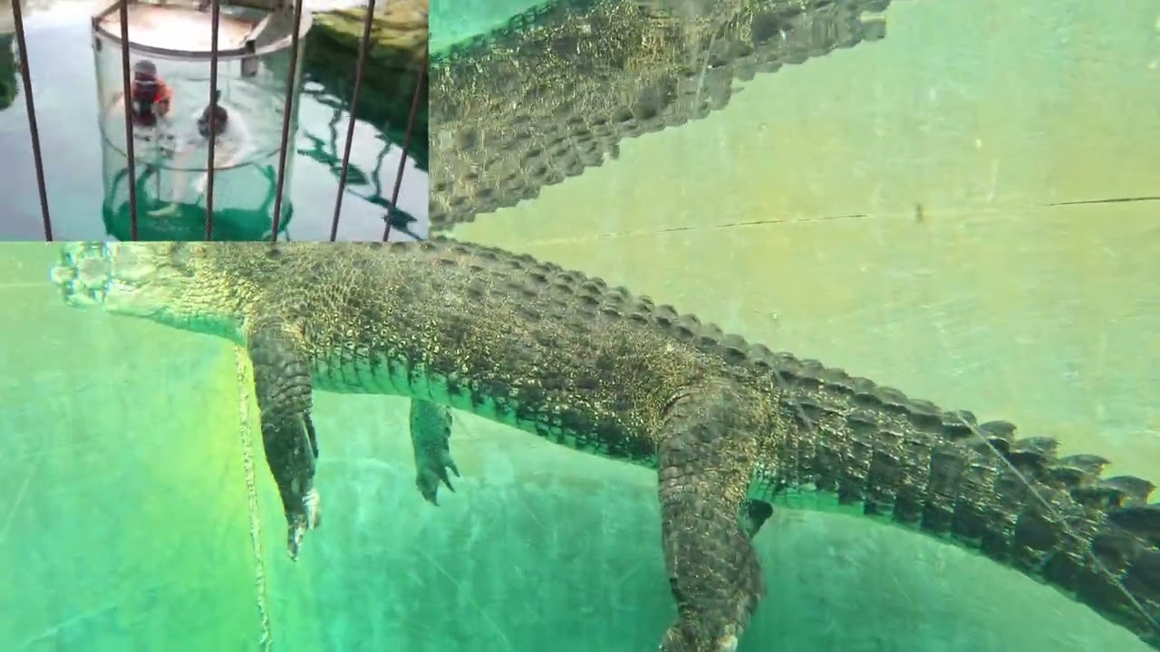 Me and my Dad go in the Cage of death at Crocosaurus Cove for the first time