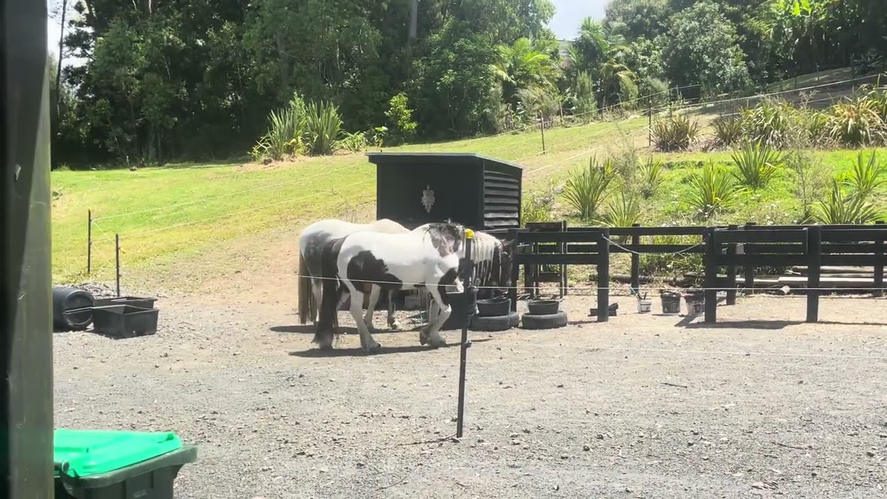 Just a normal day in a Paddock Paradise