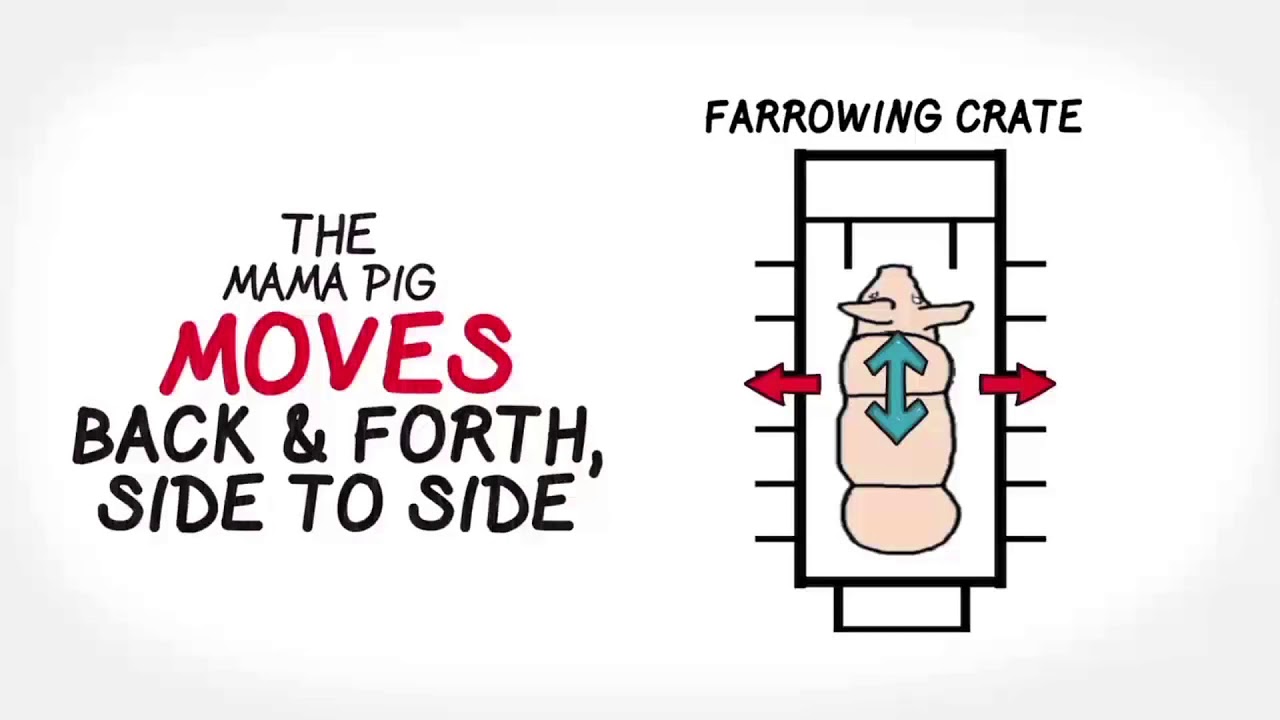 Learn About: Gestation Crates