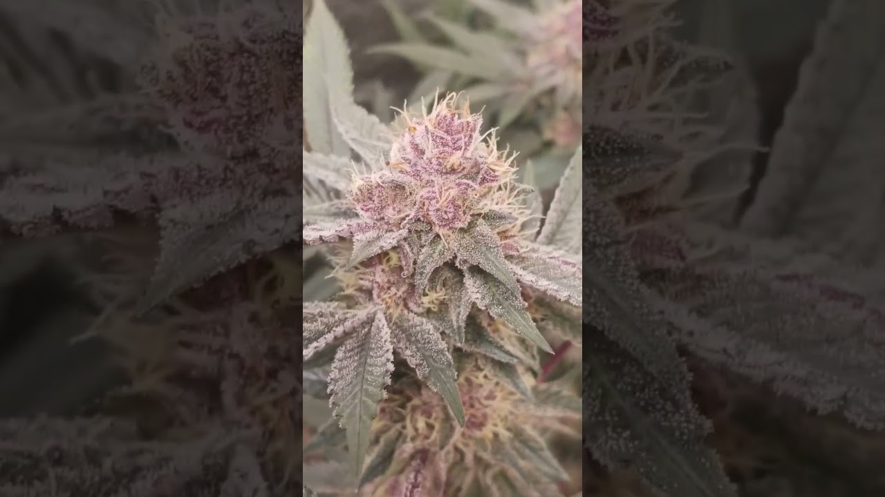 Solefire Gardens Terpgasm 