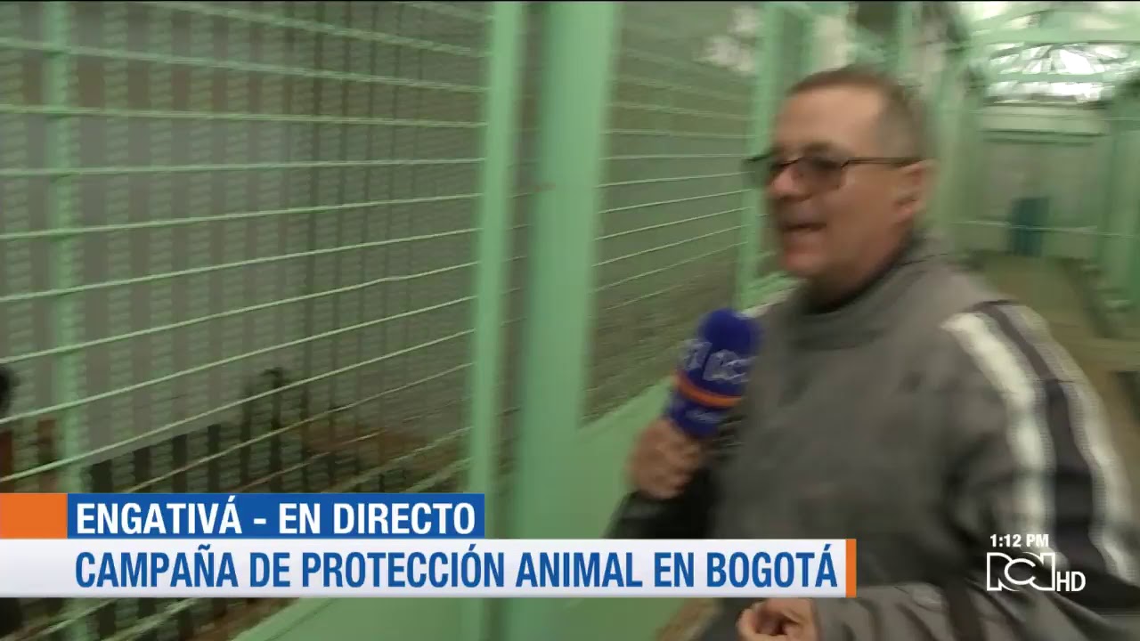 Héroes de Corazón: campaña en Bogotá para la adopción de mascotas abandonadas