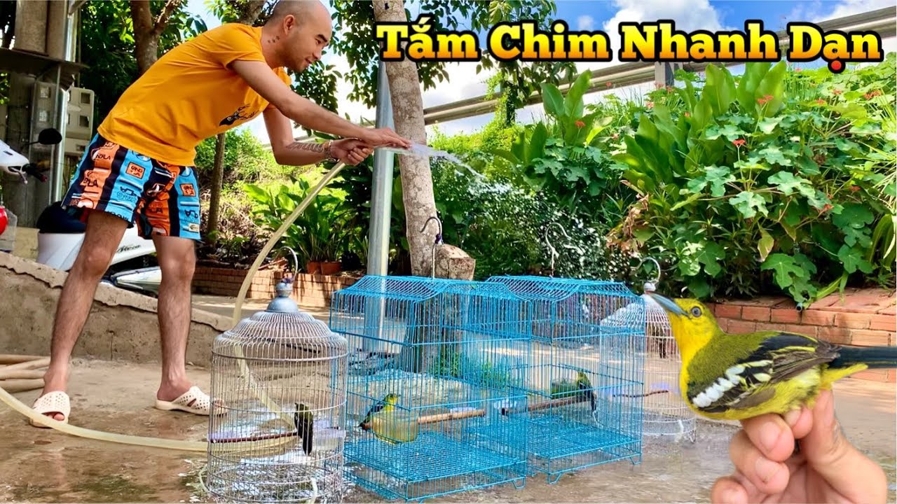 Xảy Chim Huýt Cô Đầu Đen Bắt Lại Em Huýt Cô Chuyền | Nuôi Chim Gì Xảy Quài | Chiểu Trần Vlog