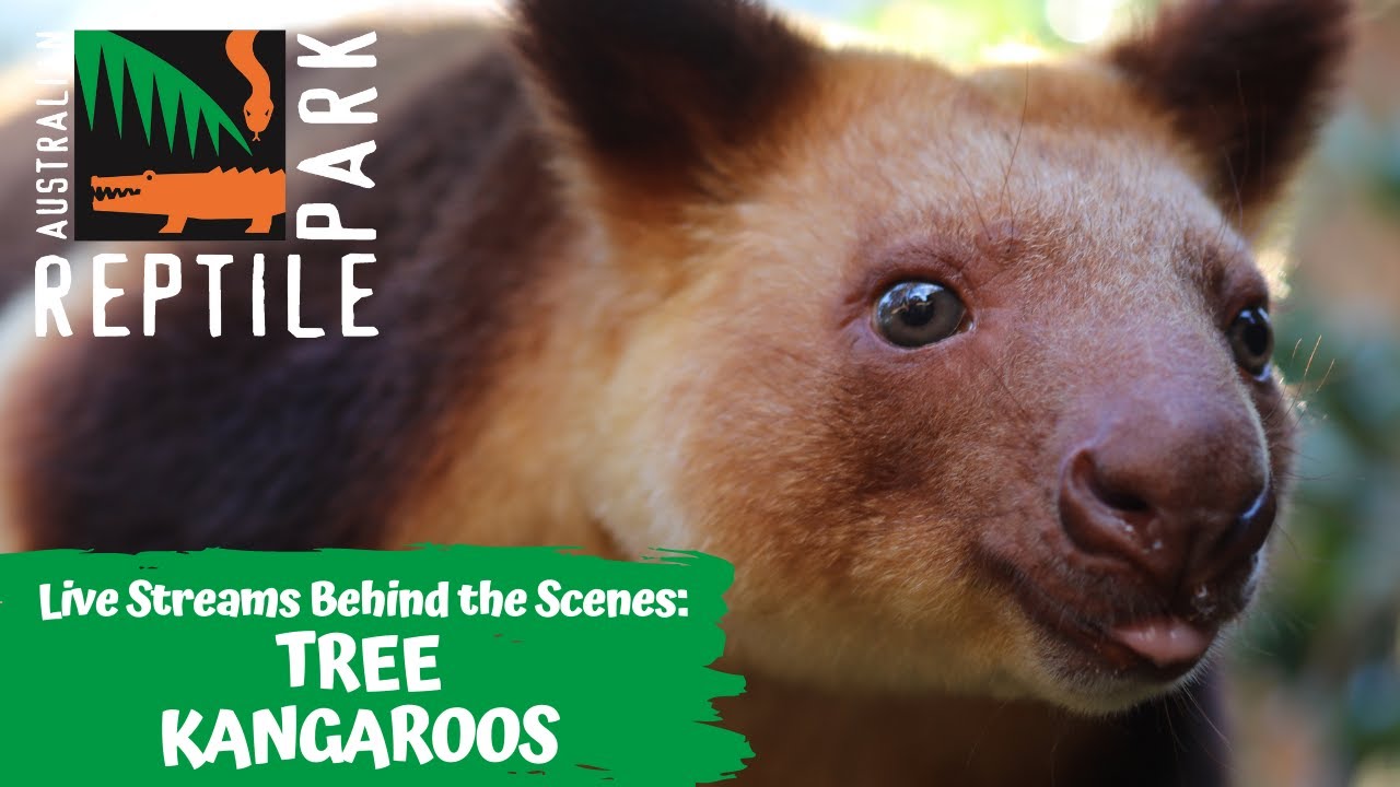 TREE KANGAROOS (LIVE FOOTAGE) | AUSTRALIAN REPTILE PARK