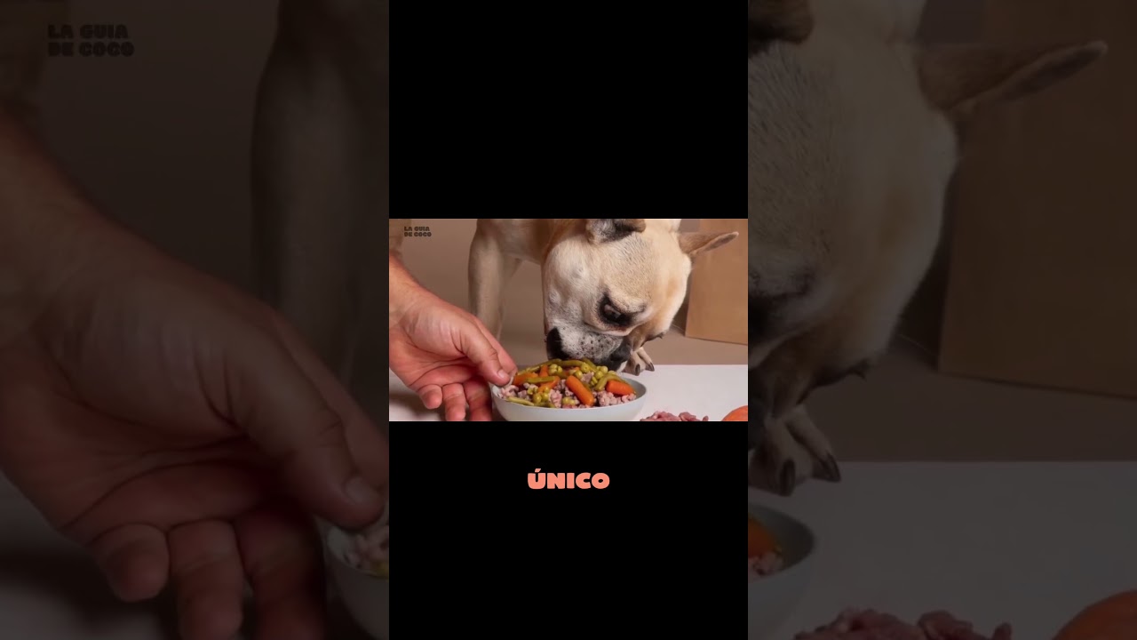 ⚠️🐾 No cambies su comida sin hacer esto primero