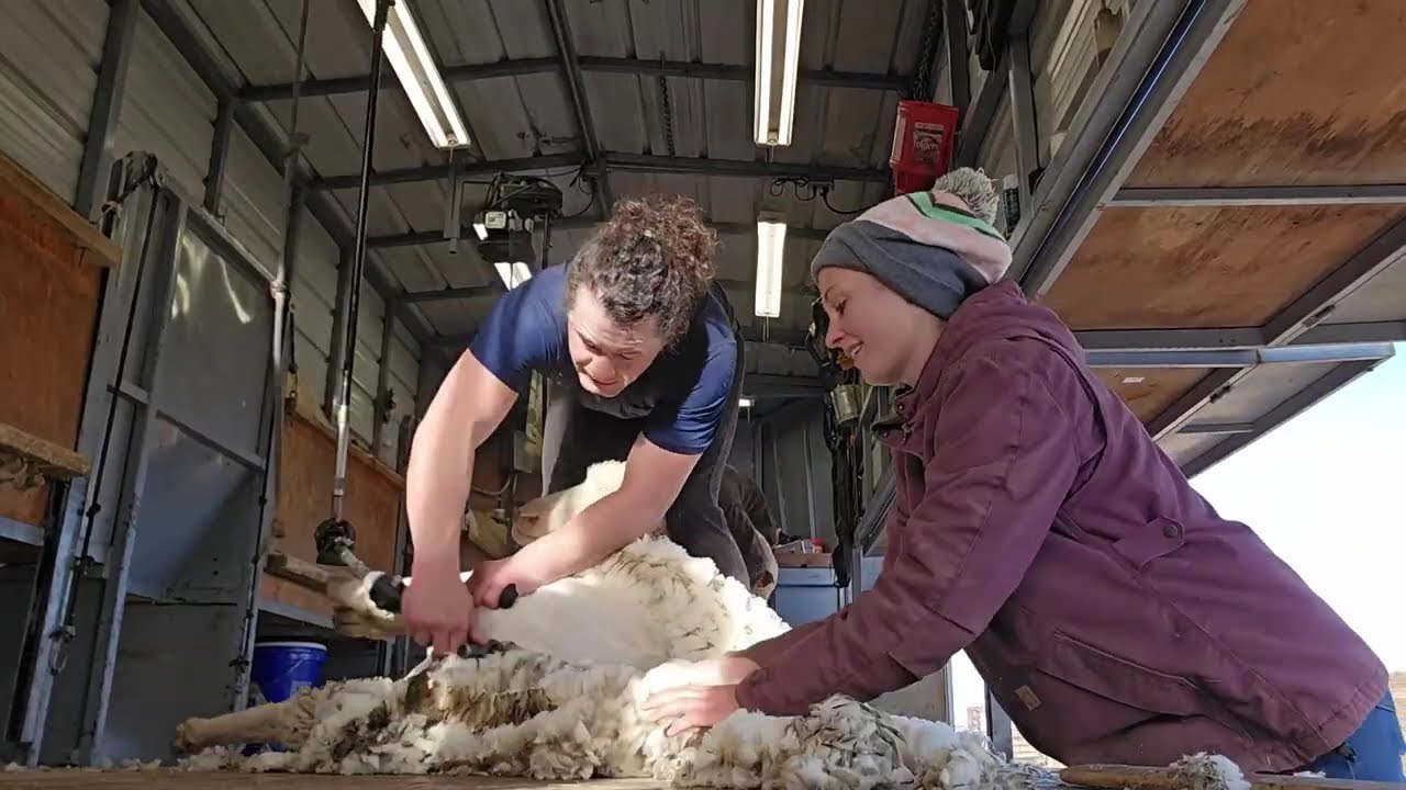 Shearing Run Montana March 2024 Fine Wool Ewes