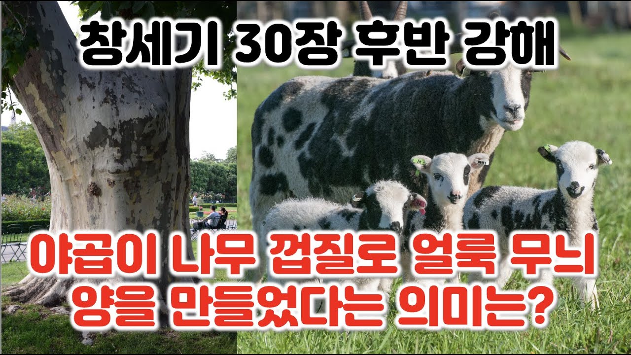 [창 30:25-43] 야곱이 나무 껍질로 얼룩 무늬 양을 만들었다는 의미는 무엇인가? 창세기 30장 25-43절 강해