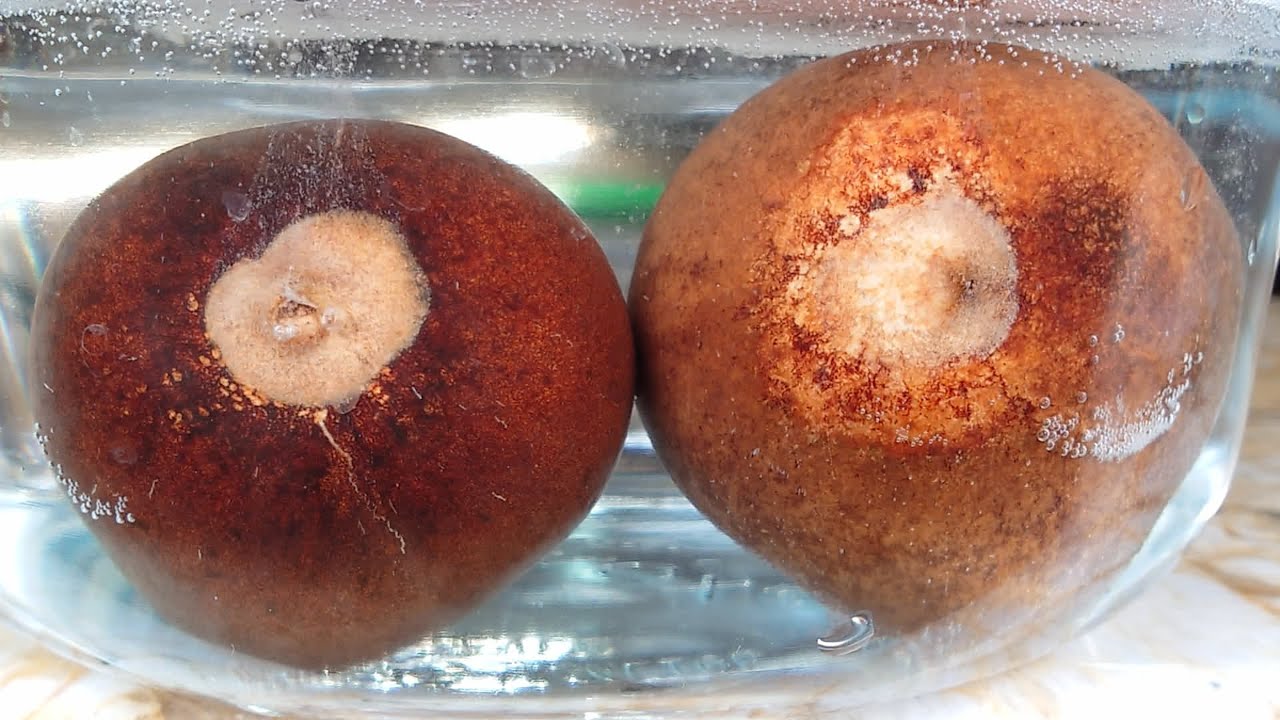 Growing Avocado Trees from Pits, Days 0-55