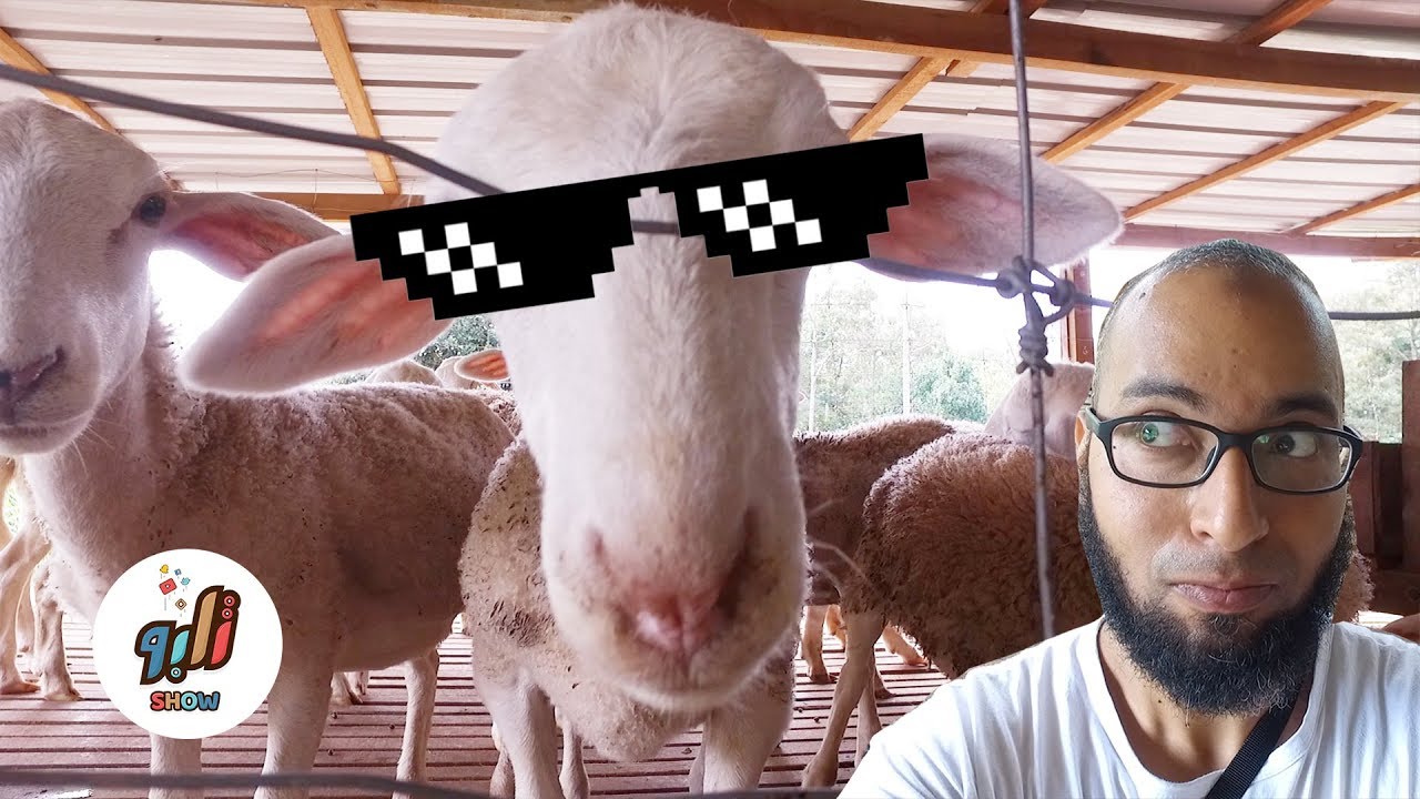 مزارع المواشي في ماليزيا