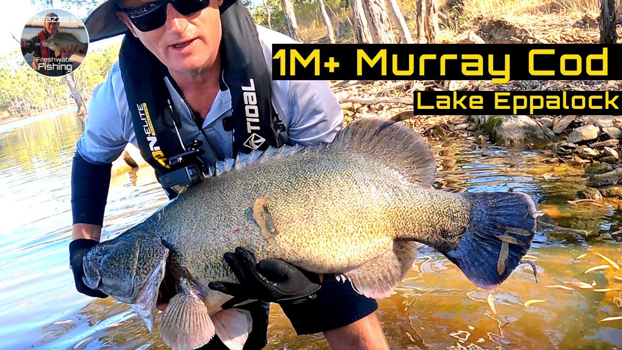 103 Murray Cod Fishing | Lake Eppalock