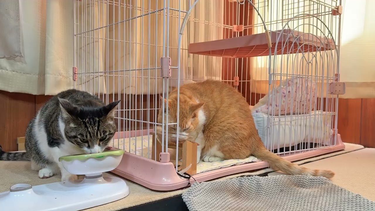 なかよし猫さんたちの朝ごはん【26年2月19日その1】