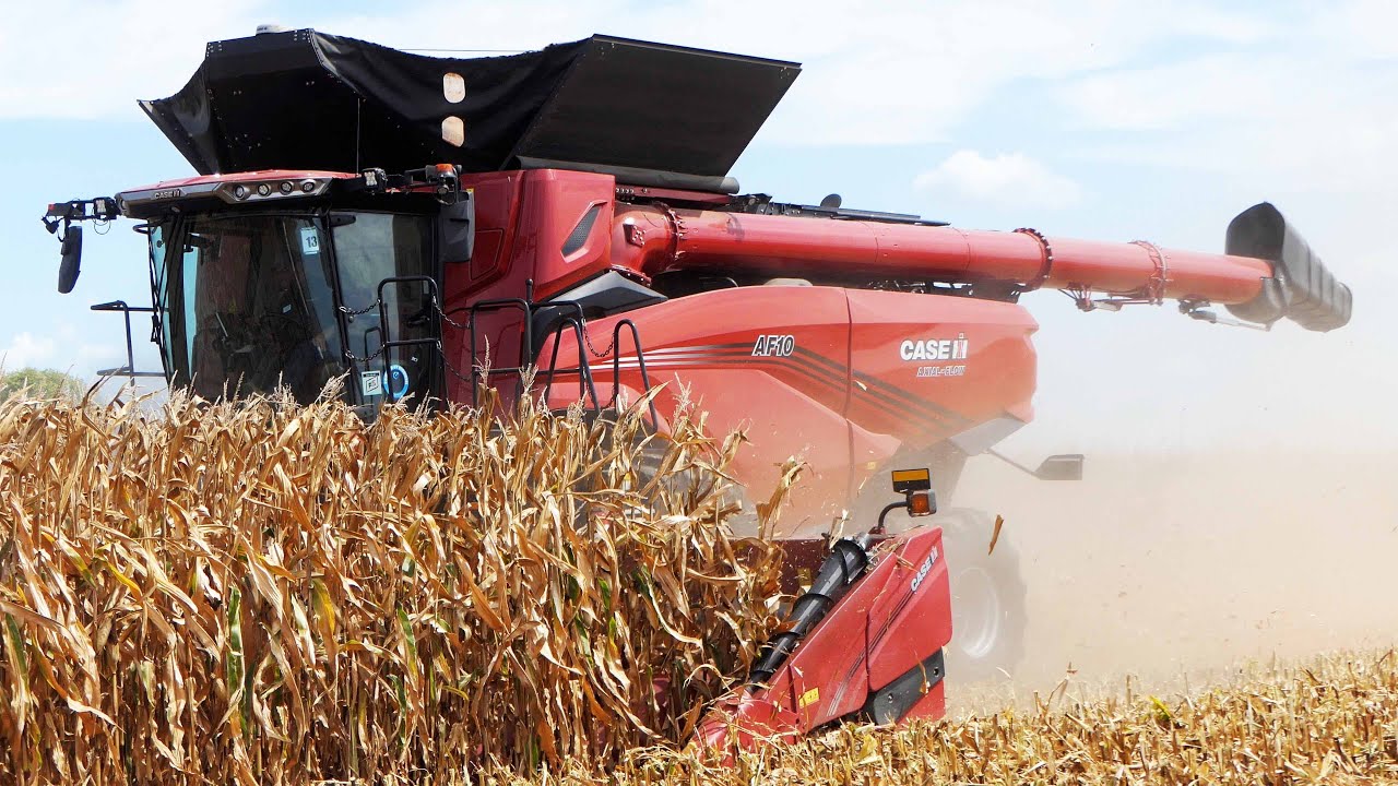 Case IH AF10 Combine harvesting Corn with 16-row C516C Corn Header at Farm Progress Show 2025