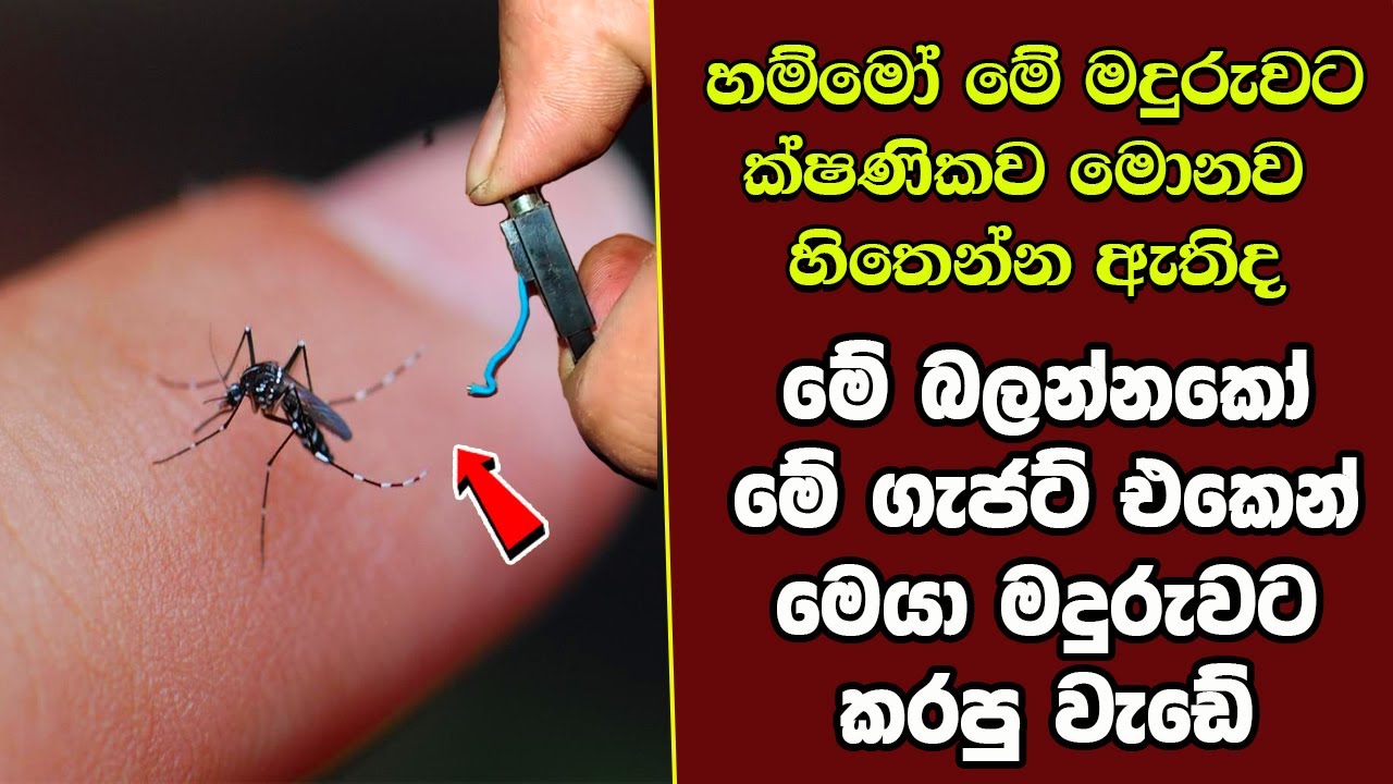 ඔබ මේවා දකින්නේ ජිවිතේ පළමු වතාවට EP:289