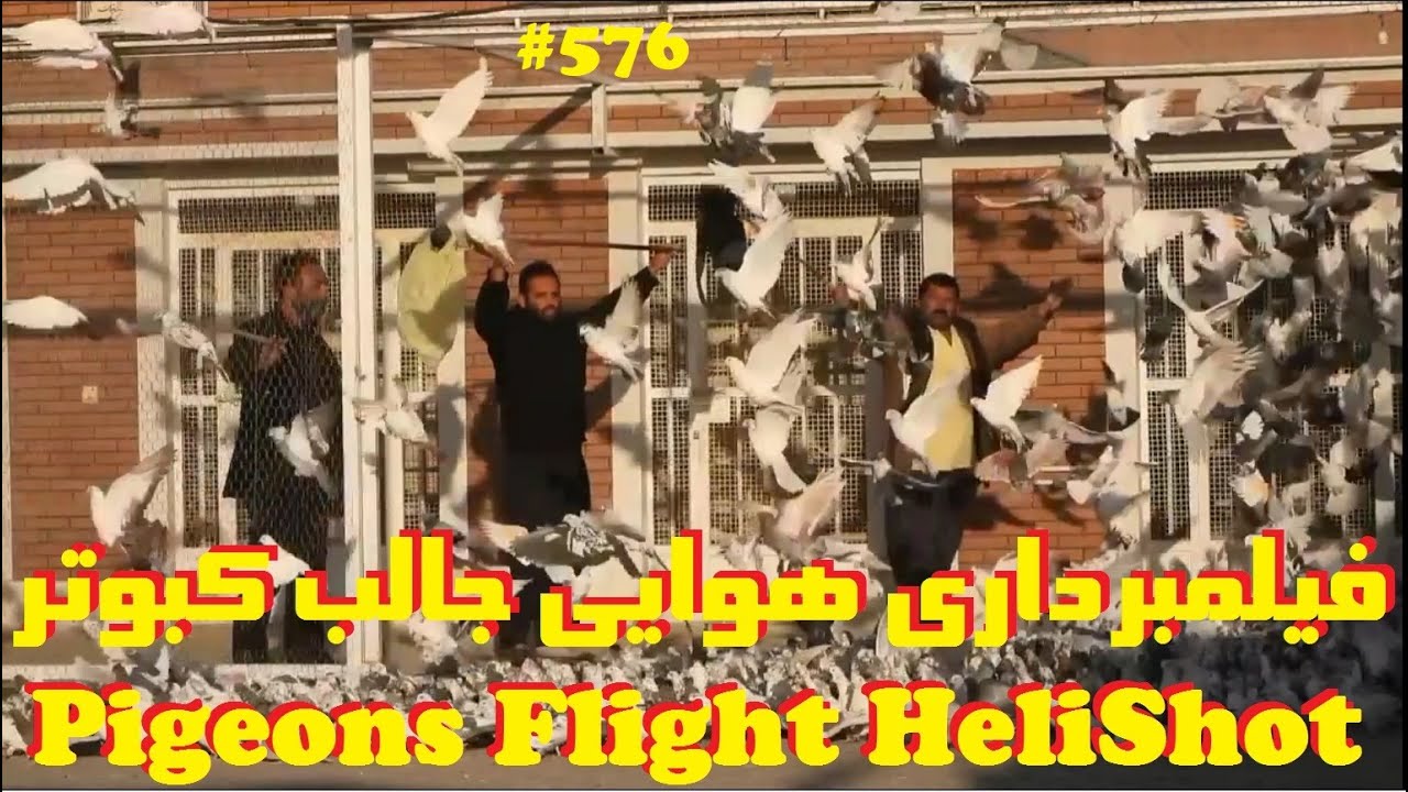 فیلمبرداری هوایی هلی شات از پرواز 6000 کبوتر کاشان بام ایران HELISHOT FILMING OF 6000 PIGEONS FLIGHT
