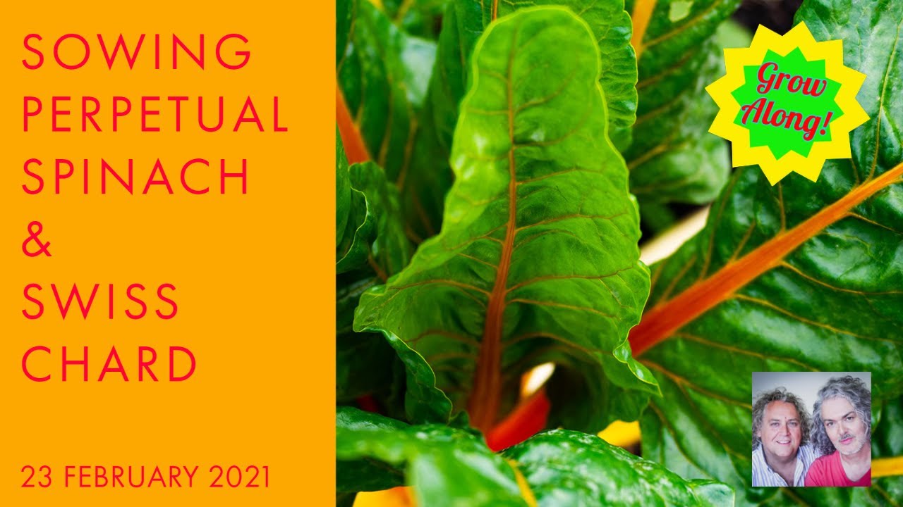 Sow Perpetual Spinach & Swiss Chard / Leaf Beet, 23 February 2021