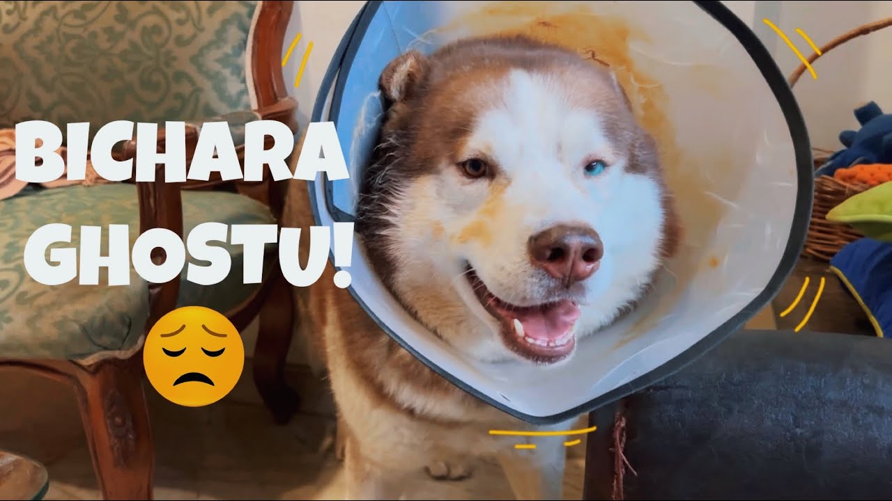 Situation is getting worse for Ghost 😞 | @THEHIMALAYANHUSKY