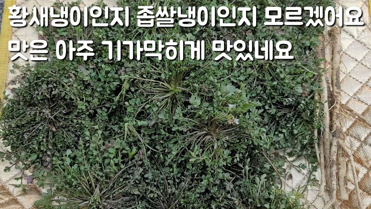 황새냉이던 좁쌀냉이던 상관없오~~ 맛있으면 됐오~