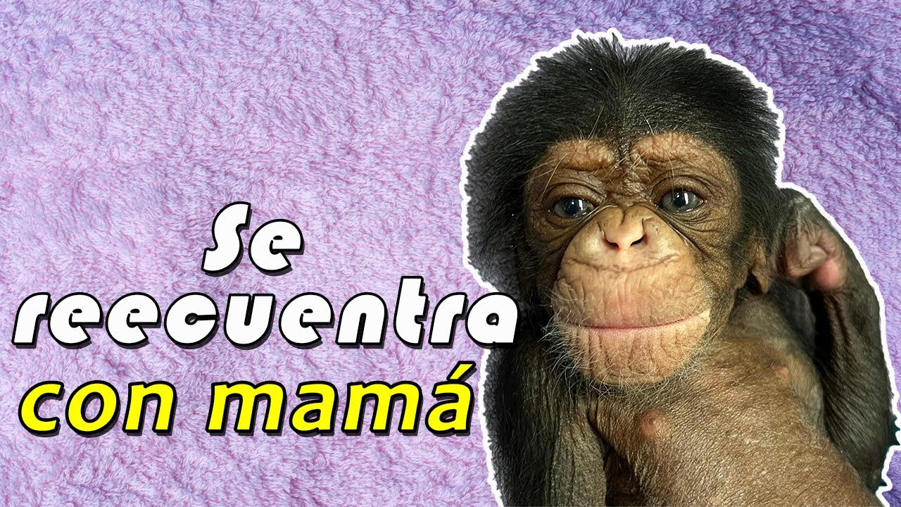 Chimpancé se reencuentra con su bebé después de un parto difícil 🐵❤️