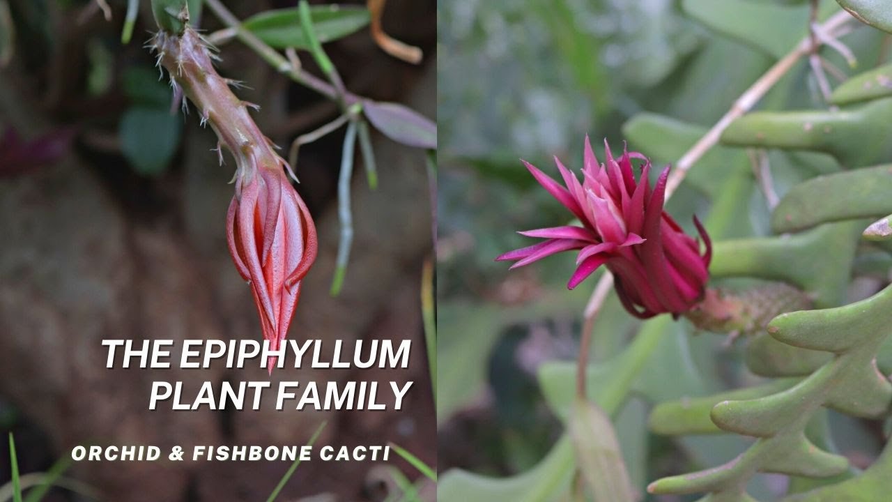 The Epiphyllum Plant Family | Fishbone Cactus & Orchid Cacti