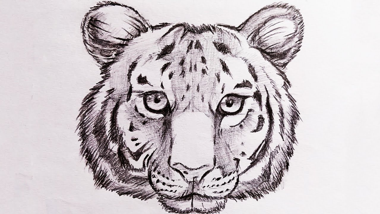 Tiger Drawing