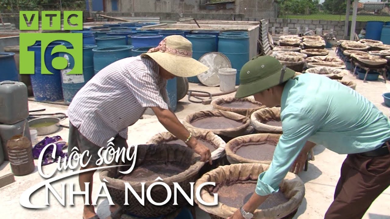 Đậm đà nước mắm tép, đặc sản đất Giao Châu | CSNN 428 | VTC16