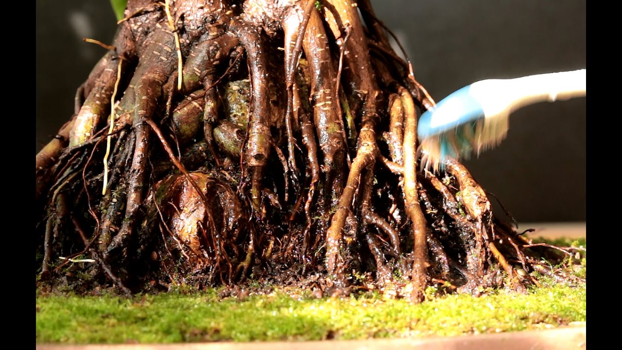Ficus microcarpa bonsai, Nov 2016
