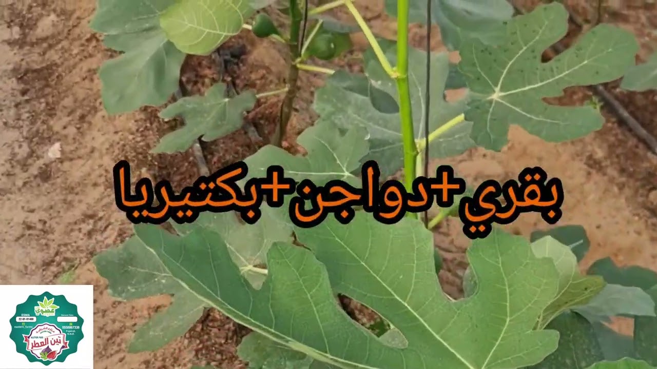 الزراعة المكثفة 3
