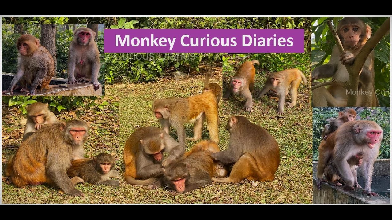 Wild monkey daily life style: A winter morning in the life of a forest troops.🌿🐒