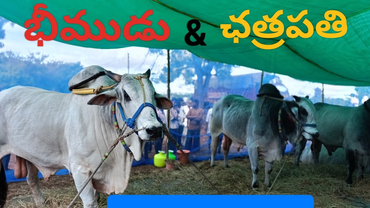 మహానంది మహసంగ్రమంలో 2024. విజేతగా అవతరించిన SS bulls భీముడు & ఛత్రపతి