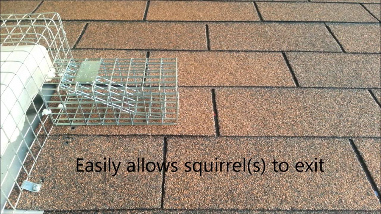 S33 - Squirrel One Way Door