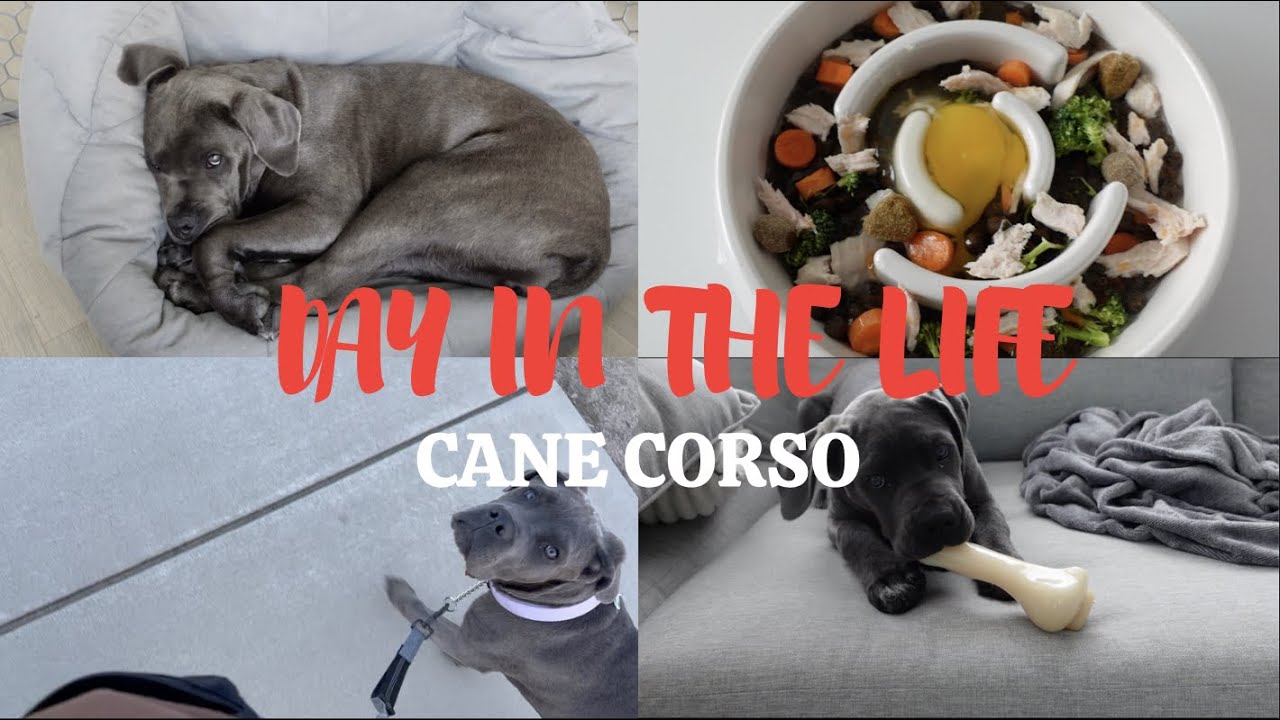 LIVING WITH A CANE CORSO: A Day In The Life