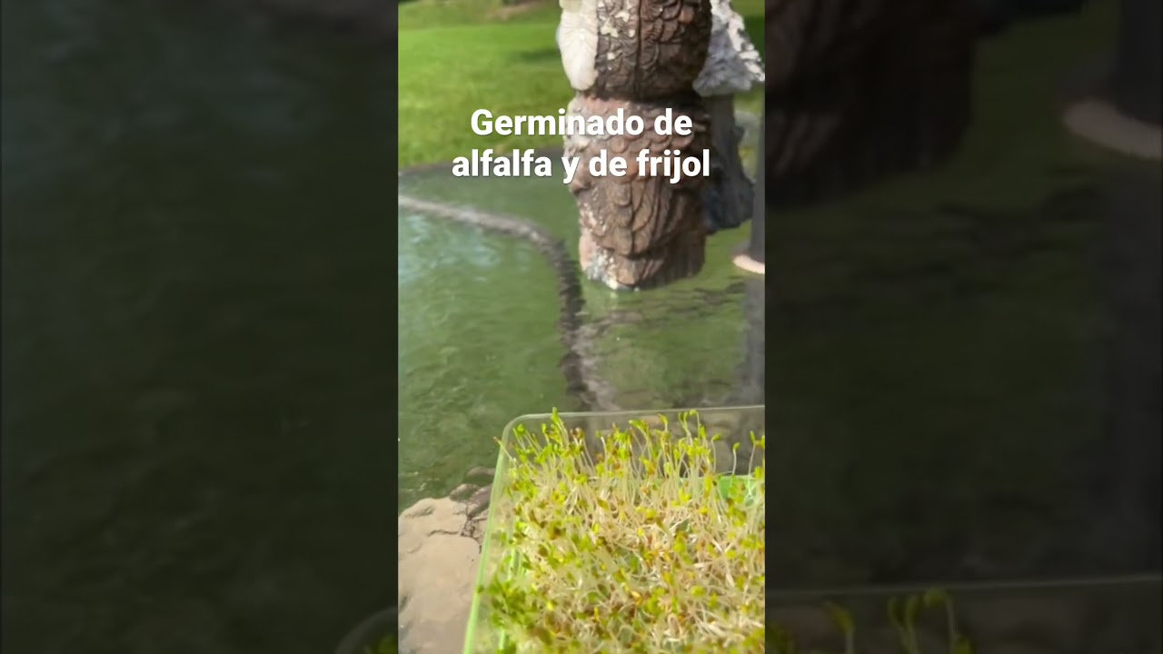 Germinado de alfalfa y frijol