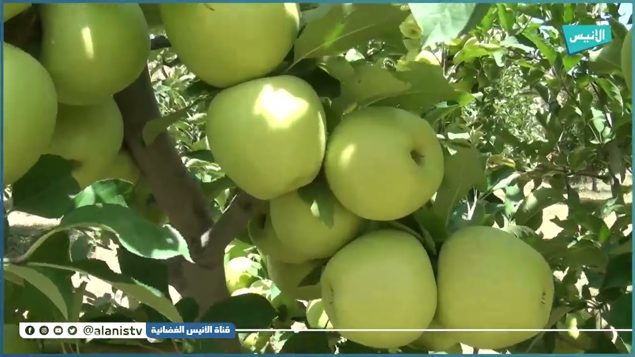 باتنة : فلاح جزائري يتحدى الصخور والجبال وينجح في إنشاء مزرعة نموذجية مختلفة ثمارها